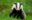 Badger