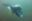 CM-diver-higher-res