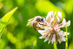 bee-working-on-white-clover-flower