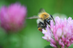 bumblebee-on-clover-close-up